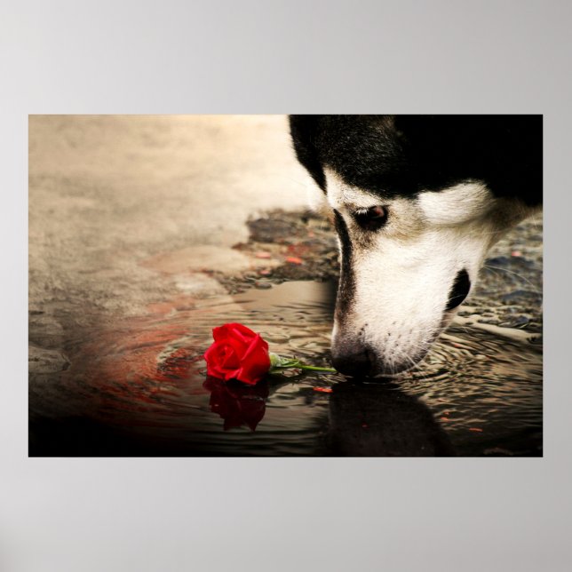 Nyfikna Hund och Röd ros Poster (Framsidan)