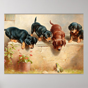 Nyfikna hundvalpar och grodor poster