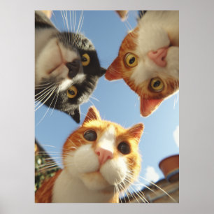 Nyfikna katter som tittar ned poster