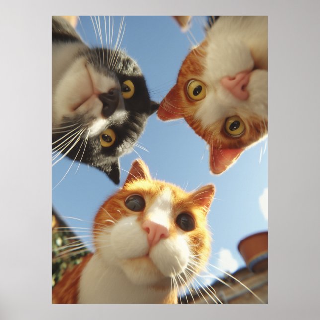 Nyfikna katter som tittar ned poster (Framsidan)