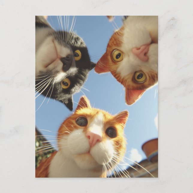 Nyfikna katter Tittar Vykort (Framsida)