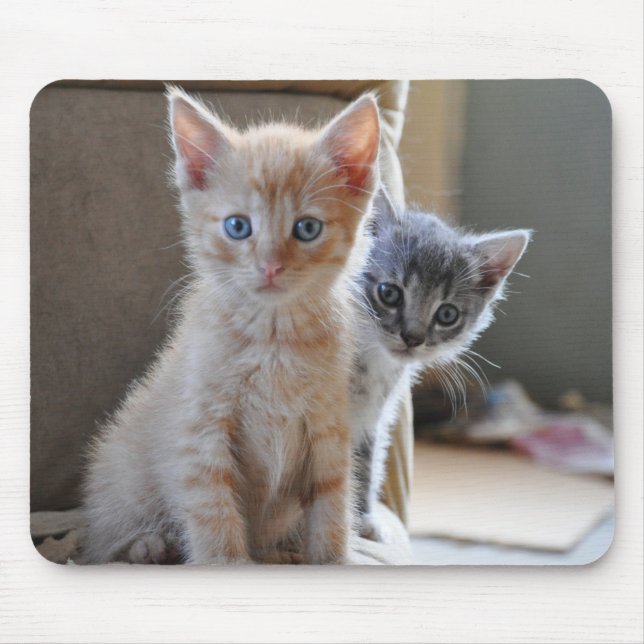 Nyfikna kattungar musmatta (Framsidan)