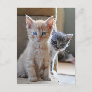 Nyfikna kattungar vykort