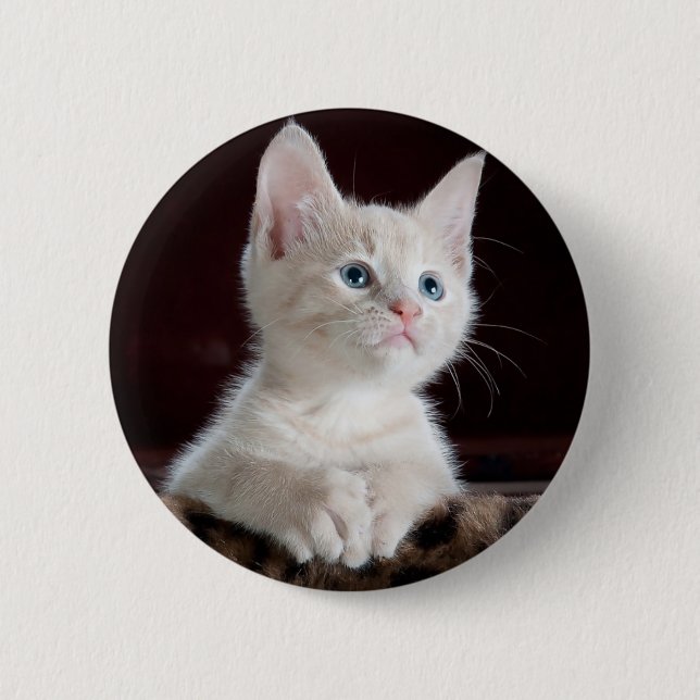 Nyfikna kattunge knapp (Framsida)