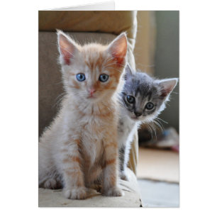 Nyfikna Kittens Hälsningskort