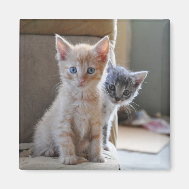 Nyfikna Kittens Magnet (Framsidan)