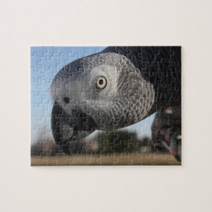 Nyfikna Kongo African Grått Parrot Pussel