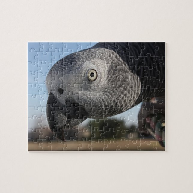 Nyfikna Kongo African Grått Parrot Pussel (Horisontell)