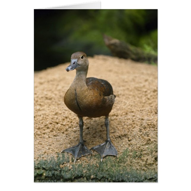 Nyfikna lilla anka OBS kort (Framsidan)