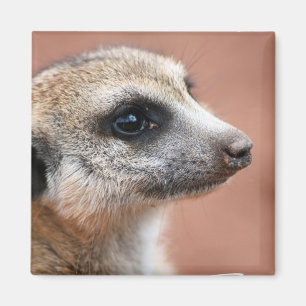 Nyfikna Meerkat kvadrerar magneten Magnet