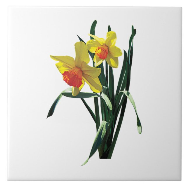 Nyfikna narcissus kakelplatta (Framsidan)