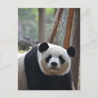 Nyfikna Panda Bear Vykort