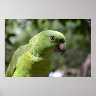 Nyfikna papegoja poster