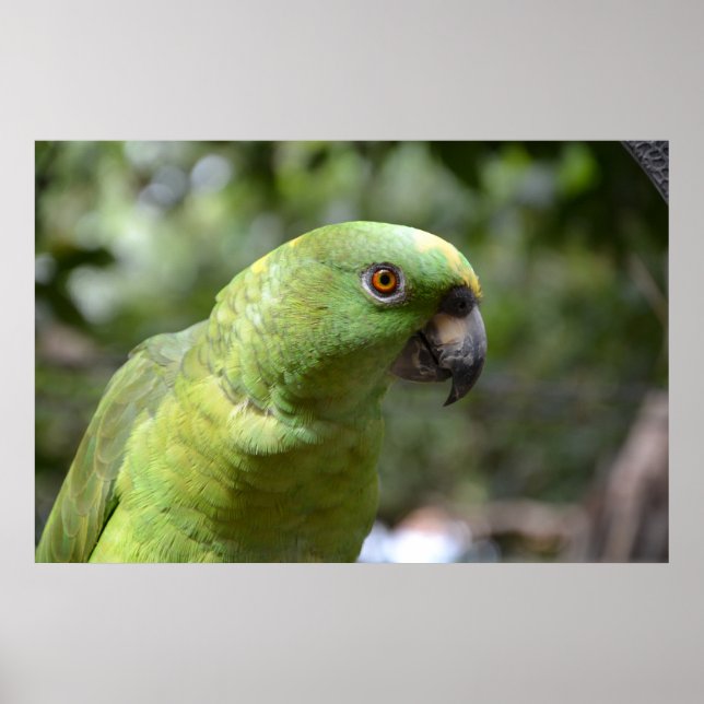 Nyfikna papegoja poster (Framsidan)