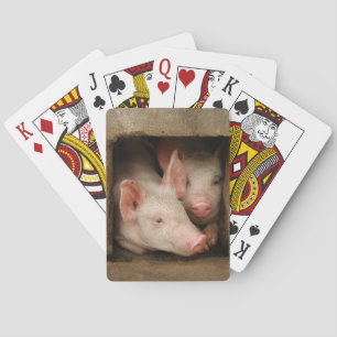 Nyfikna Piglets Casinokort
