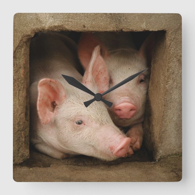 Nyfikna Piglets Fyrkantig Klocka (Framsida)