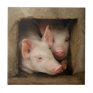Nyfikna Piglets Kakelplatta