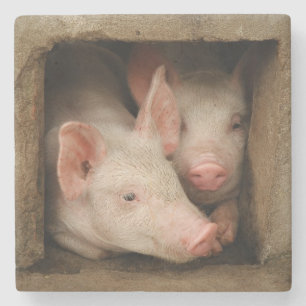 Nyfikna Piglets Underlägg Sten