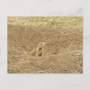 Nyfikna Prairie Hund Vykort