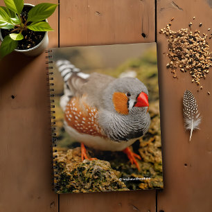 Nyfikna Zebra Finch på Sten Anteckningsbok