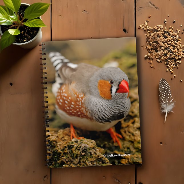 Nyfikna Zebra Finch på Sten Anteckningsbok (Curious Zebra Finch on the Rocks Journal Cover Photo)