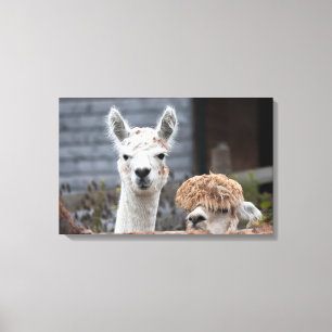 Nyfiknare alpacas Cute Animals Canvastryck