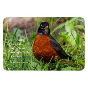 Nyfiknare amerikanska Robin Songbird i Grass Magnet