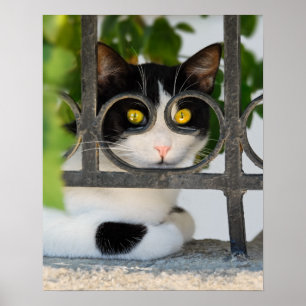 Nyfiknare katt med glasögon Ram fantigt foto på Poster