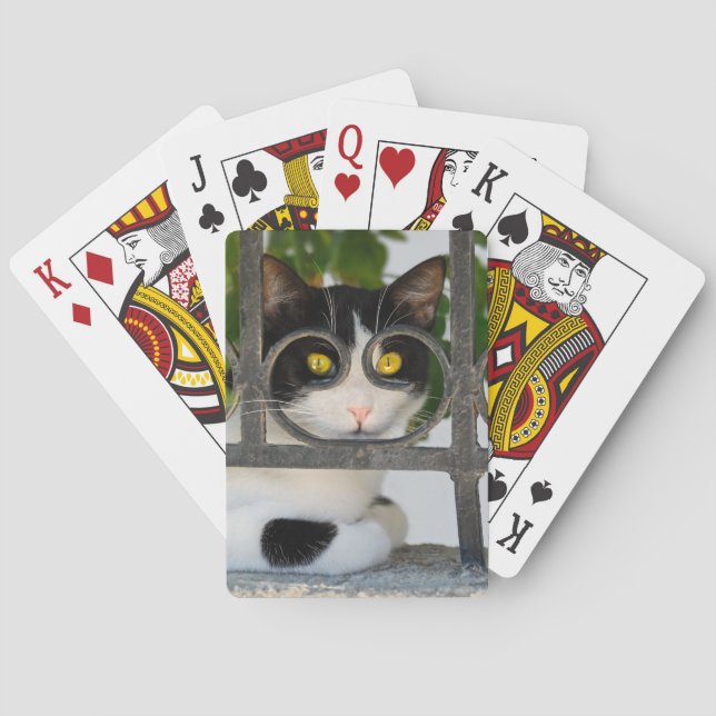 Nyfiknare katt med glasögon Ram-nyttigt foto Casinokort (Baksidan)
