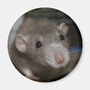 Nyfiknare Råtta Magnet