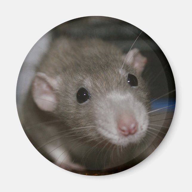 Nyfiknare Råtta Magnet (Framsidan)