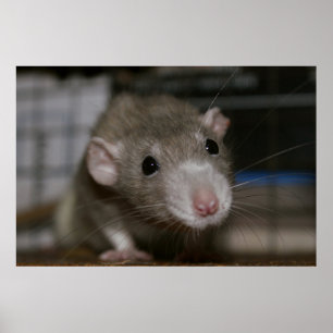 Nyfiknare Råtta Poster