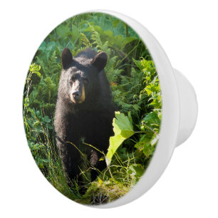 Nyfiknare svart bår knopp