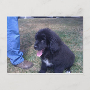 Nyfilig marionett (Newfoundland hund aveln) Vykort