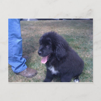 Nyfilig marionett (Newfoundland hund aveln) Vykort