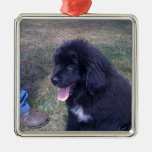 Nyfilig valp (Newfoundland hund aveln) Julgransprydnad Metall