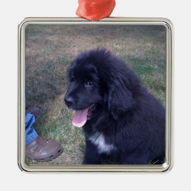 Nyfilig valp (Newfoundland hund aveln) Julgransprydnad Metall (Framsidan)