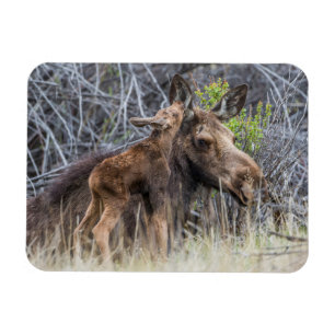 Nyfödd älgkalv nosar på sin mamma magnet