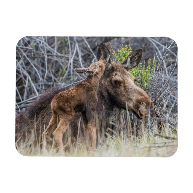 Nyfödd älgkalv nosar på sin mamma magnet (Horisontell)