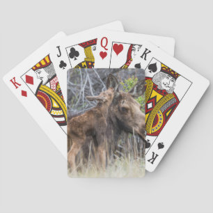 Nyfödd älgkalv som nosar på sin mamma casinokort