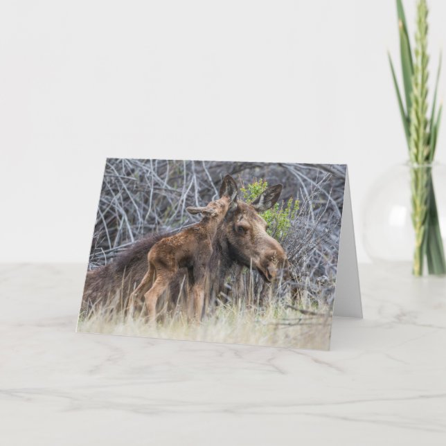 Nyfödd älgkalv som nosar på sin mamma kort (Framsida)