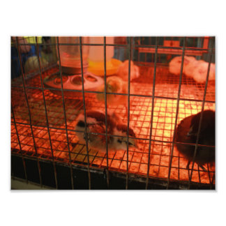 Nyfödd Baby Chick i inkubator Fototryck