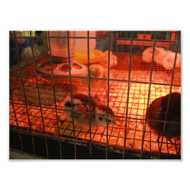 Nyfödd Baby Chick i inkubator Fototryck (Framsidan)