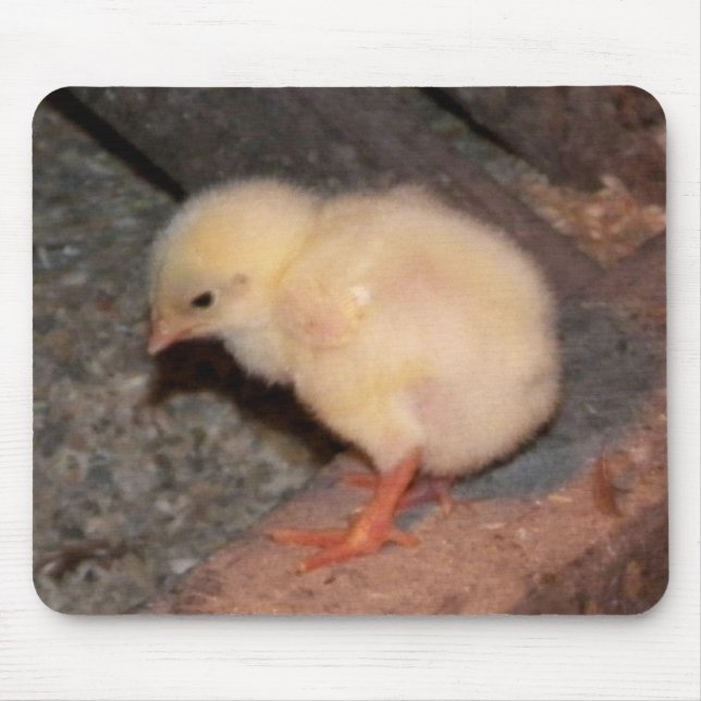 Nyfödd Chick Musmatta (Framsidan)