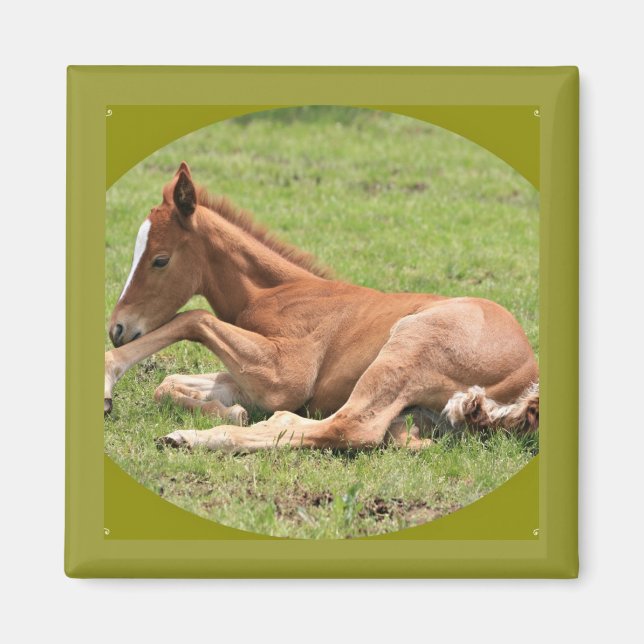 Nyfödd Colt Magnet (Framsidan)