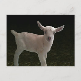 Nyfödd Doeling Vykort