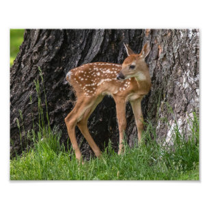 Nyfödd Fawn Fototryck