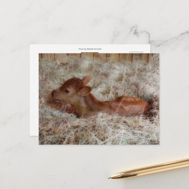 Nyfödd kalv i halm, anpassningsbar vykort (Fram/Back In Situ)