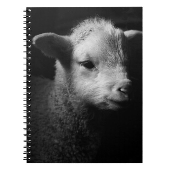 Nyfödd Lamb Anteckningsbok Med Spiral (Framsidan)