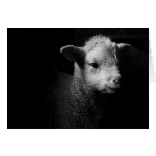 Nyfödd Lamb Hälsningskort (Framsidan Horizontal)